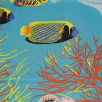 Paréo - Rascasse turquoise