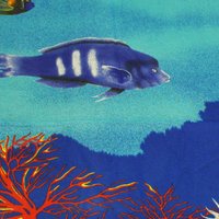 Paréo - Rascasse bleu roi