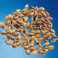 Theraline Stillkissen Dinkelspreufüllung 190 cm