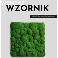 Wzornik mech leśny poduszkowy (energetyczna zieleń)
