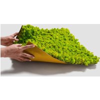 20x20 cm Chrobotek FLEXY, mech reniferowy islandzki (004 energetyczna zieleń)