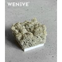 Wzornik Chrobotek, mech reniferowy islandzki (naturalny) - basic