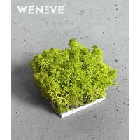 Wzornik Chrobotek, mech reniferowy islandzki (wasabi) - basic