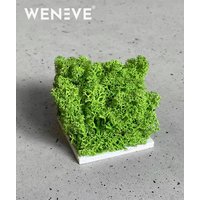 Wzornik Chrobotek, mech reniferowy islandzki (wiosenna zieleń) - basic