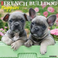 French Bulldog Puppies 2027 Wall