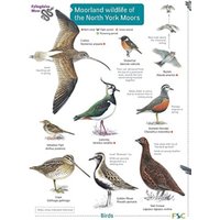 Moorland wildlife of the North York Moors