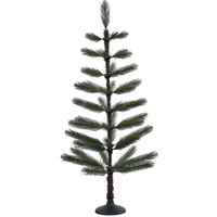 Feathery Long Needle Pine Tree