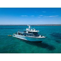 Ningaloo Whale Shark Swim & Eco Tour On A Powerboat (Aug-Oct) | From Exmouth
