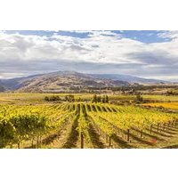 Bannockburn Hop-on Hop-off Wine And Beer Tour | From Queenstown