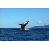 Whale Watching And Wildlife Cruise