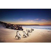 Phillip Island Penguin Parade & Koala Highlights - Top Rated Wildlife Experience