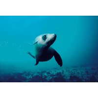 Seal Sanctuary Kayak With Lunch | Half Day Tour