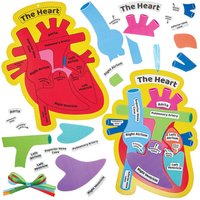 Human Heart Biology Kits (Pack of 4)