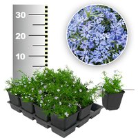 Blauer Teppich-Phlox 50 Stk.