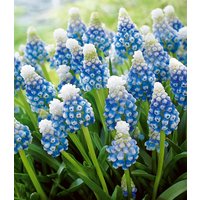 Muscari 'Mountain Lady'