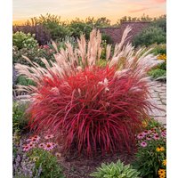 Miscanthus 'Lady in Red®'