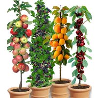 Säulen-Obst-Raritäten-Kollektion