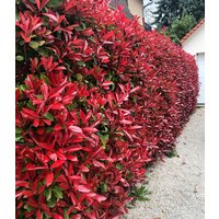 Photinia-Hecke 'Red Robin' 50 Pflanzen