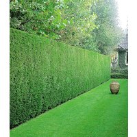 Leyland-Zypressen-Hecke 20 Pflanzen