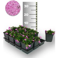 Teppichphlox 'Emerald Pink' 50 Stk.