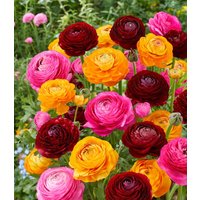 Ranunkel-Mix 'Oriental Beauty'