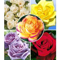 Kollektion `Parfum-Rosen` Kollektion `Parfum-Rosen`