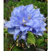 Clematis `Crater Lake®`, im 2-Liter Topf Clematis `Crater Lake®`, im 2-Liter Topf