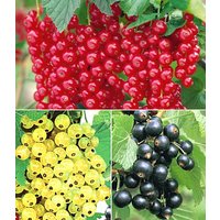 Johannisbeer-Kollektion Johannisbeer-Kollektion