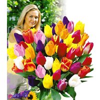 Schnitt-Tulpen-Mischung Schnitt-Tulpen-Mischung