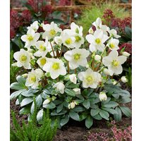 Weiße Christrose, blühend im 12 cm-Topf Weiße Christrose, blühend im 12 cm-Topf