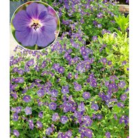 Geranium 'Bloom Me Away'