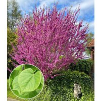 Cercis `Avondale`, Judasbaum Cercis `Avondale`, Judasbaum