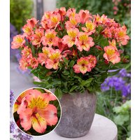 Winterharte Alstromeria Incalys® `Salmon`, im 12 cm XL-Topf Winterharte Alstromeria Incalys® `Salmon`, im 12 cm XL-Topf