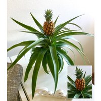 Ananaspflanze `Corona` Ananaspflanze `Corona`