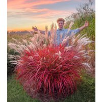 Miscanthus `Lady in Red®` Miscanthus `Lady in Red®`