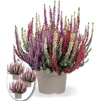 3er-Set Calluna Knospenheide `Gardengirls®` Tricolor, je im 12 cm-Topf 3er-Set Calluna Knospenheide `Gardengirls®` Tricolor, je im 12 cm-Topf