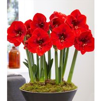 XL Amaryllis `Red Lion` XL Amaryllis `Red Lion`