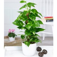 Efeutute am Moosstab Efeutute am Moosstab