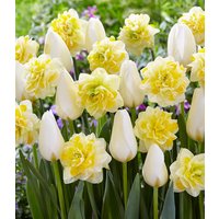 Tulpen-Narzissen-Mix `Creamy Eggnog` Tulpen-Narzissen-Mix `Creamy Eggnog`