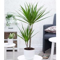 Dracena `Marginata` ca. 70-80 cm hoch Dracena `Marginata` ca. 70-80 cm hoch