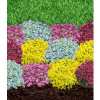 Staudenbeet `Blütenteppich` Staudenbeet `Blütenteppich`