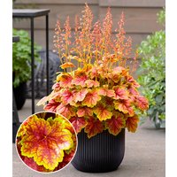 Heuchera `Eternal Flame®` Heuchera `Eternal Flame®`