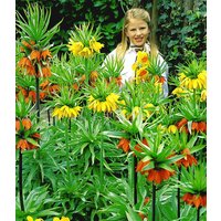 Kaiserkronen-Kollektion Kaiserkronen-Kollektion