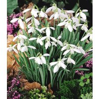 Schneeglöckchen (40 Zwiebeln) Schneeglöckchen (40 Zwiebeln)