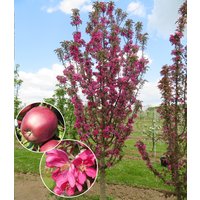 Säulen-Apfel `Tigawa®` Säulen-Apfel `Tigawa®`