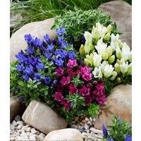 Enzian-Mix Enzian-Mix