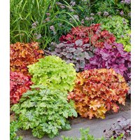 Heuchera-Mix `Farbenpracht` Heuchera-Mix `Farbenpracht`