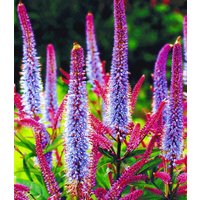 Veronika `Cupido` Veronika `Cupido`