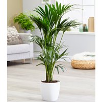 Kentia-Palme