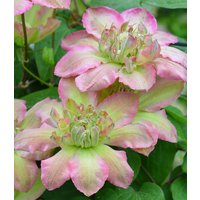 Clematis `Pistachio Cake®` Clematis `Pistachio Cake®`